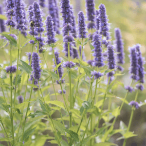Purple flowers blooming under soft sunlight in a garden.